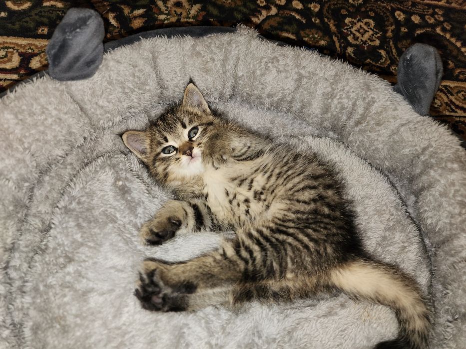 Bepulga mushukcha mehrli qo'llarga beriladi