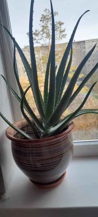 Алоэ вера лечебный