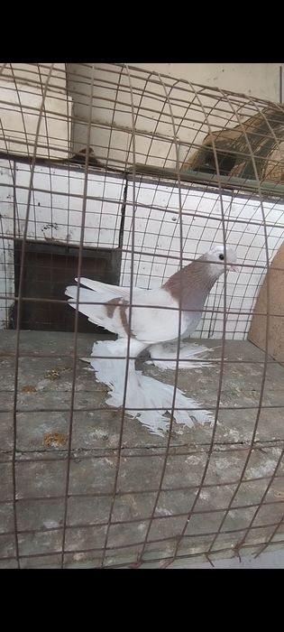 Голуби на гребле