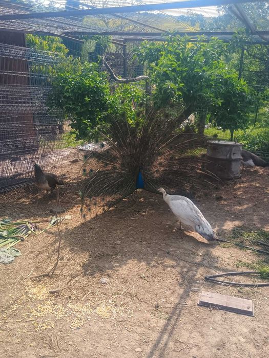 Păuni umăr negru și alb