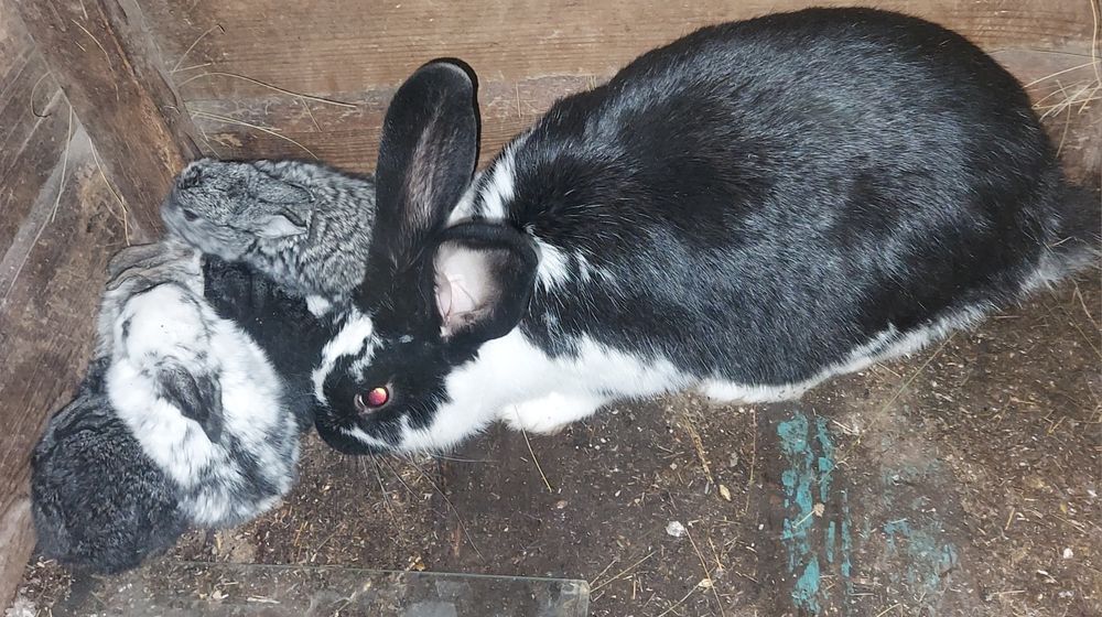 Продам Крольчиху с крольчатами 8 штук.