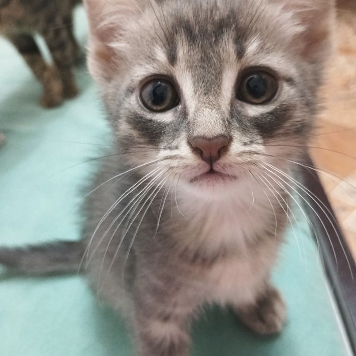 Котенок ищет дом