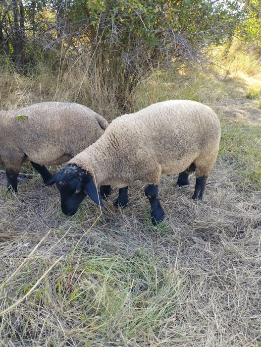 Oi si berbeci  suffolk cu pedigree!