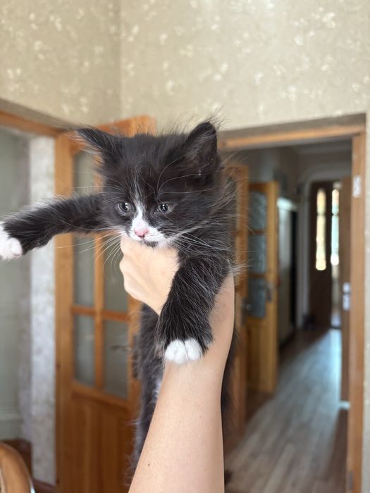 котенок в добрые руки