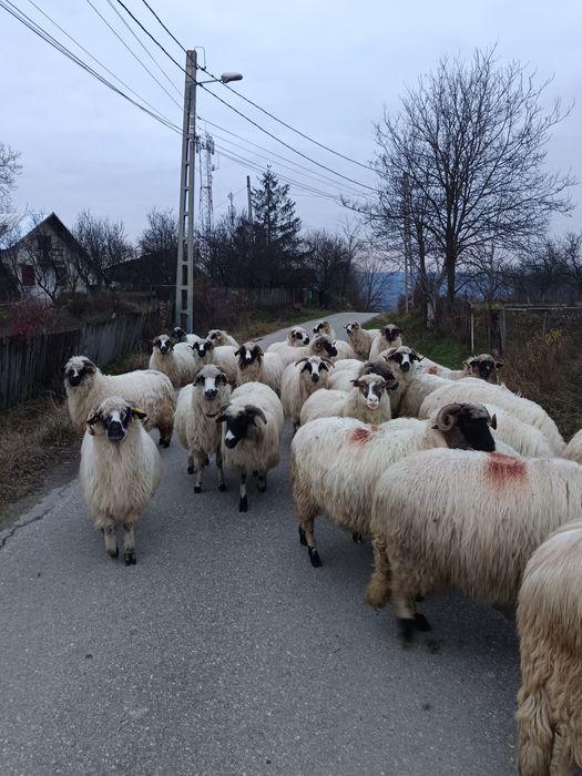 Oi de vânzare,6-8 bucati