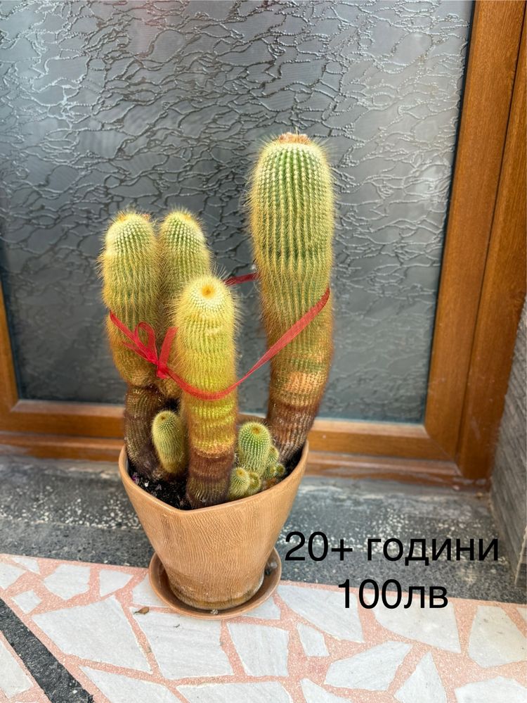 Кактуси.