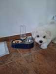 Bichon maltese toy