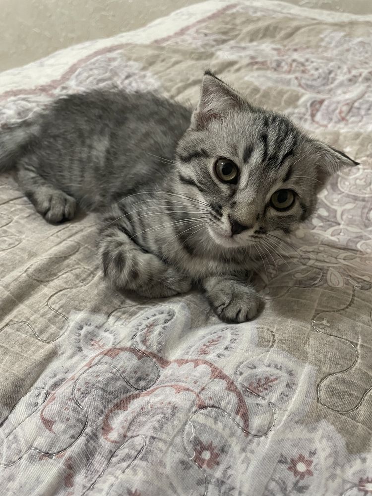 вислоухий кот  2мес продаётся