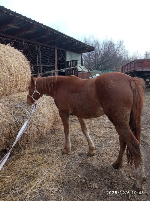 Продам лошадь. 4х летка верховая спокойная.