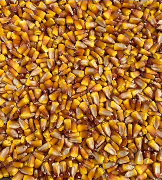 Porumb boabe Micasasa jud. SIBIU