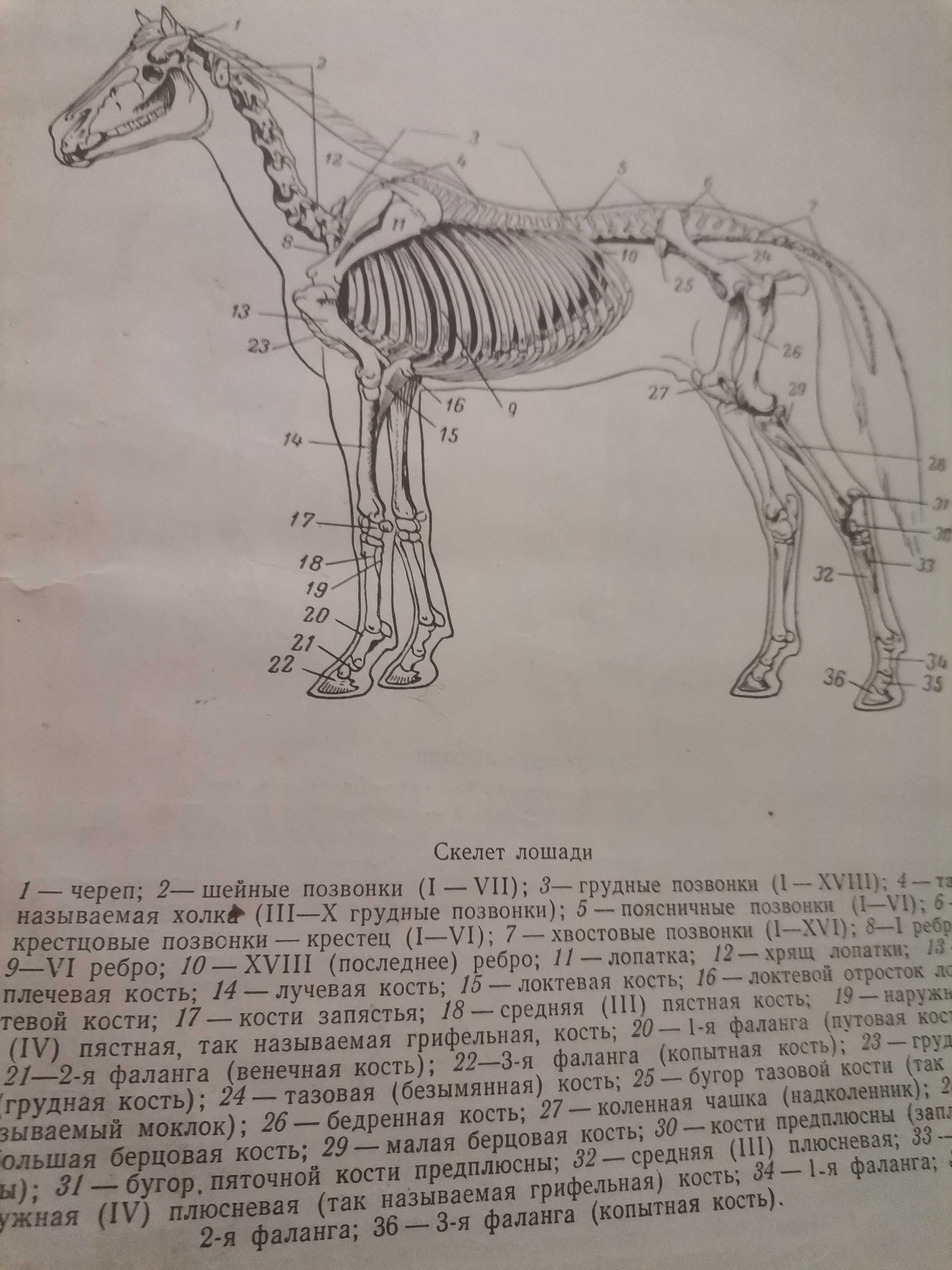 Анатомически атлас за художници