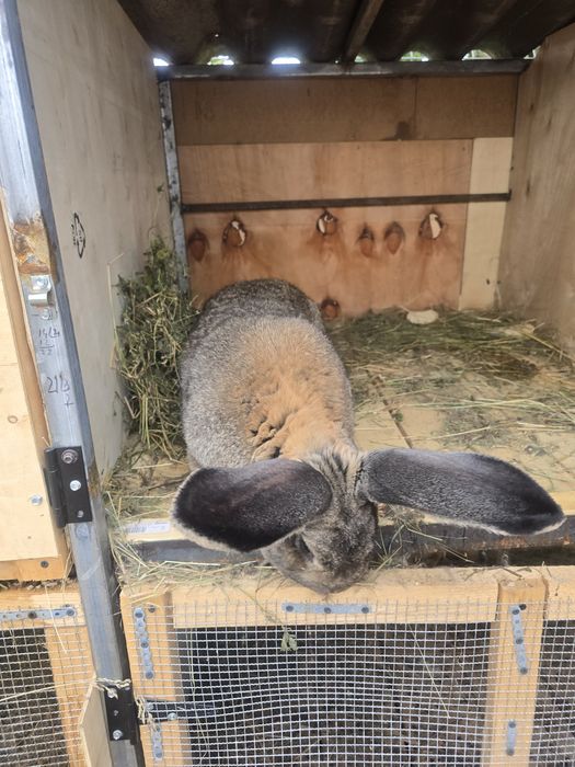 Vând mascul de urias german matur