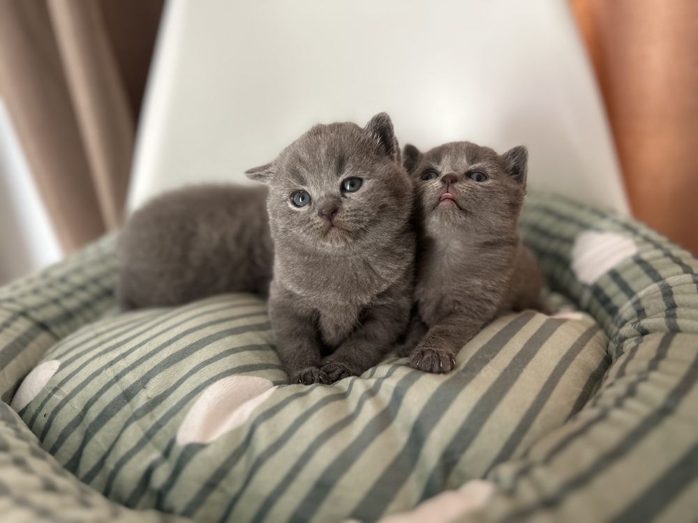 British shorthair pisicute, un cadou minunt, Cluj