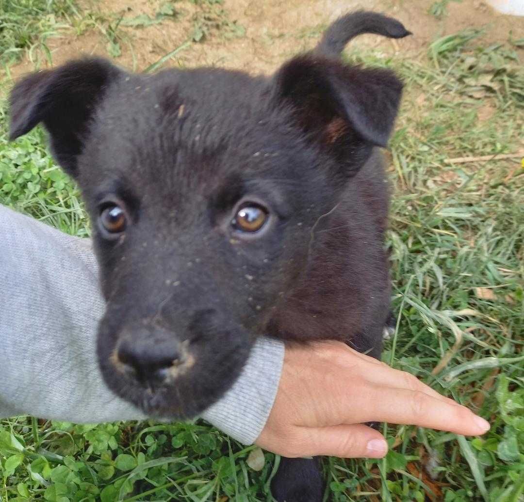 Dau spre adoptie 2 catelusi