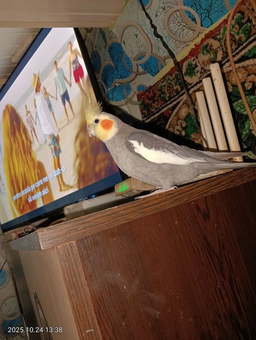 Vând pereche de ninfe