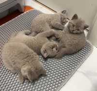 Puisori de pisica British Shorthair Sibiu