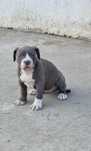 American Bully XL blue white