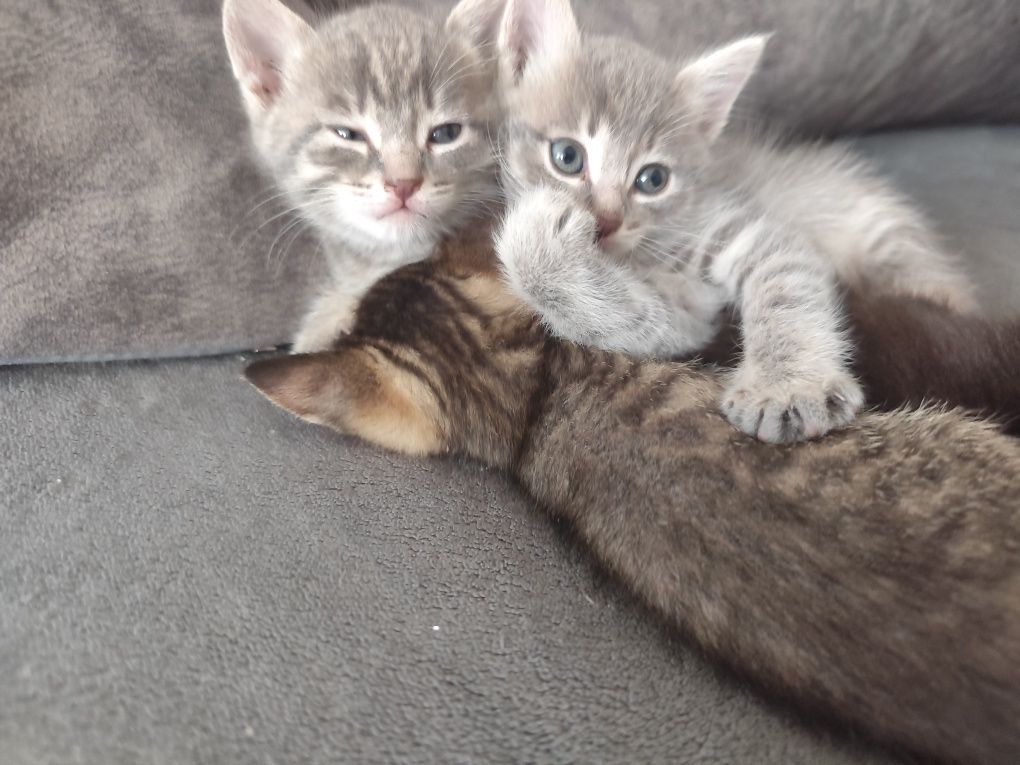 Отдам котят в добрые руки