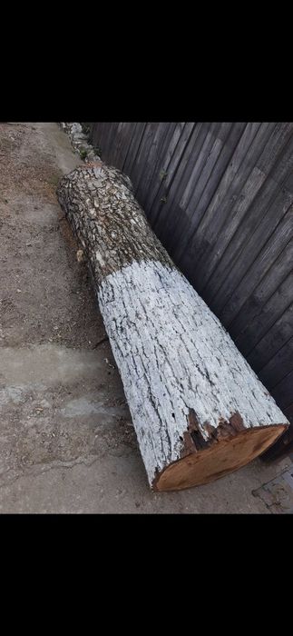 Vand trunchi nuc.Lungime 2,7 metri. Diametru 50 cm. Esenta tare.