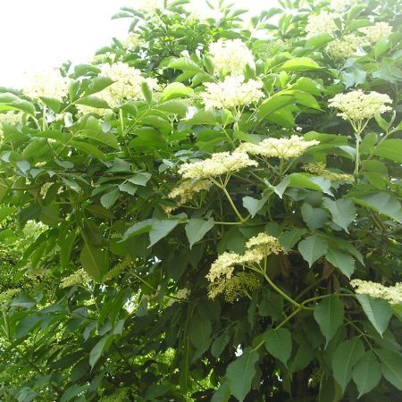 Arbuști Oramentali  (Soc )