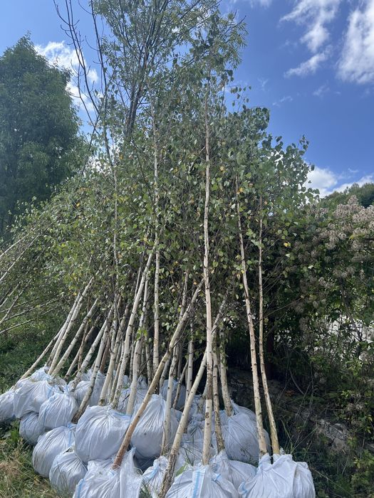Mesteacan alb bentula copacii ornamentali oriunde in tara