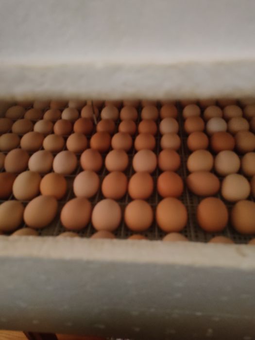 Цыплята кур 10 дневки