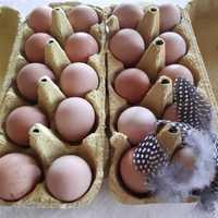 Ouă de bibilica disponibile