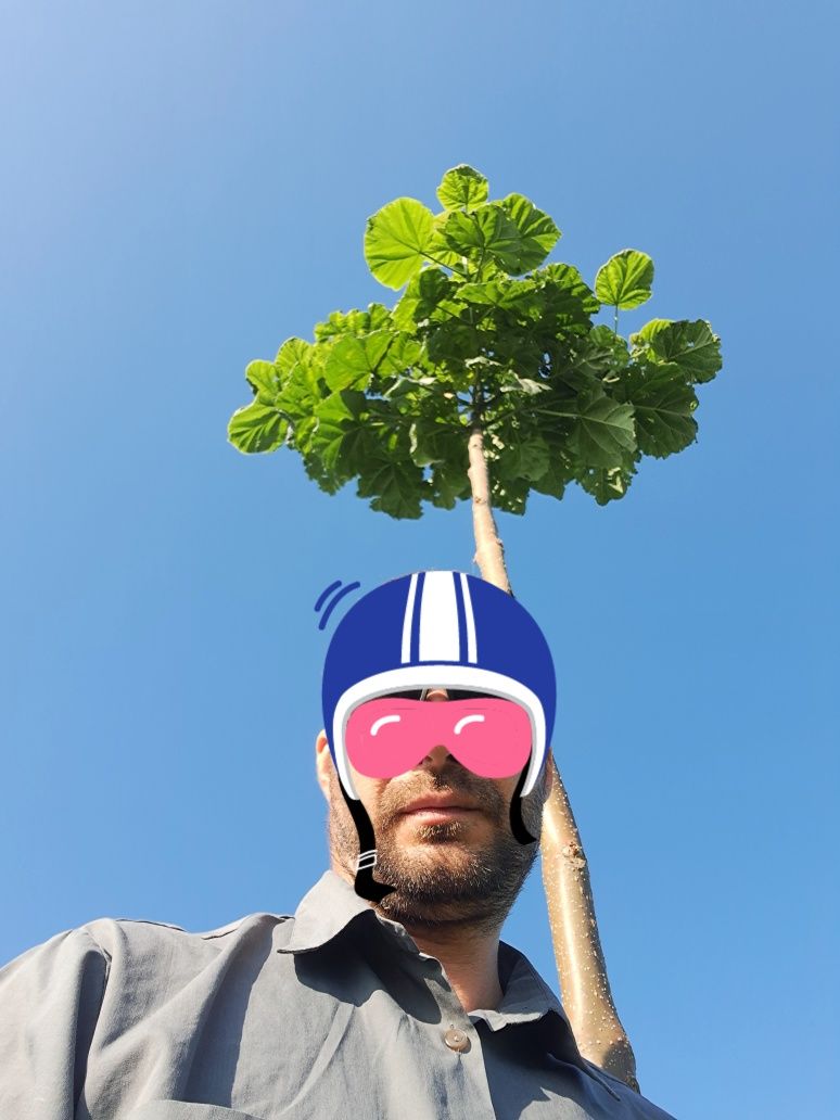 Vând paulownia elongata gigant