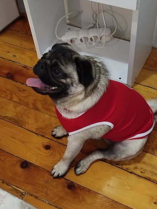 Мопс момче на 10 меца