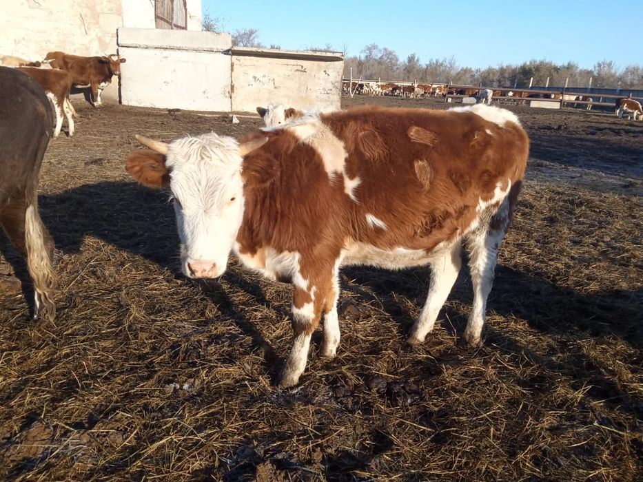 Малдануға ұрғашы бұзаулар және тайшалар сатамыз 15 бас