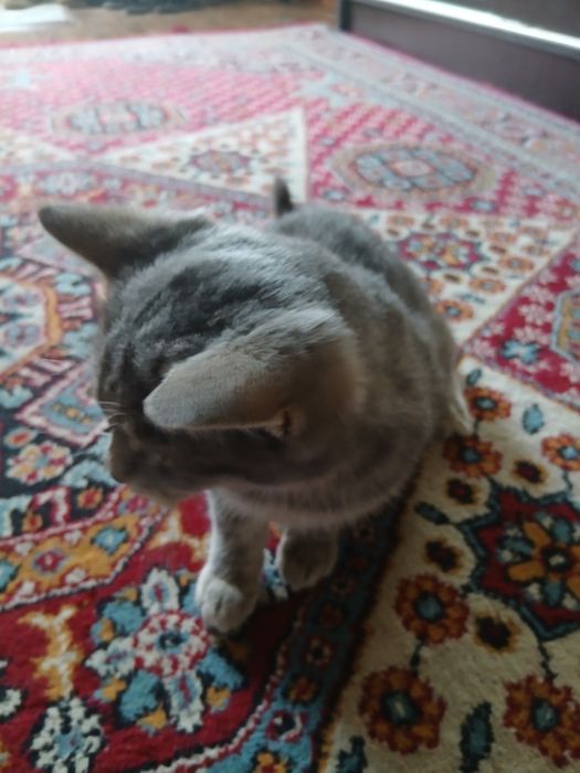 Котенок,3 месяца