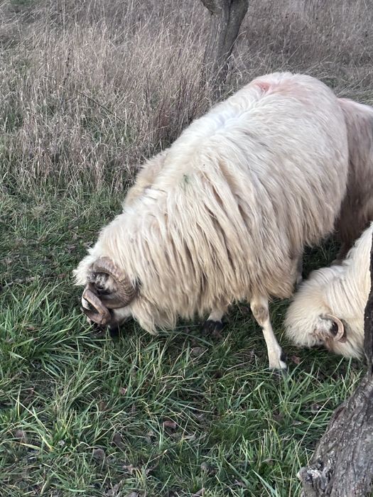 Vand sau schimb berbec breaz