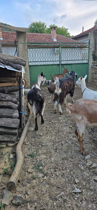 Продам 7 кози и един пръч