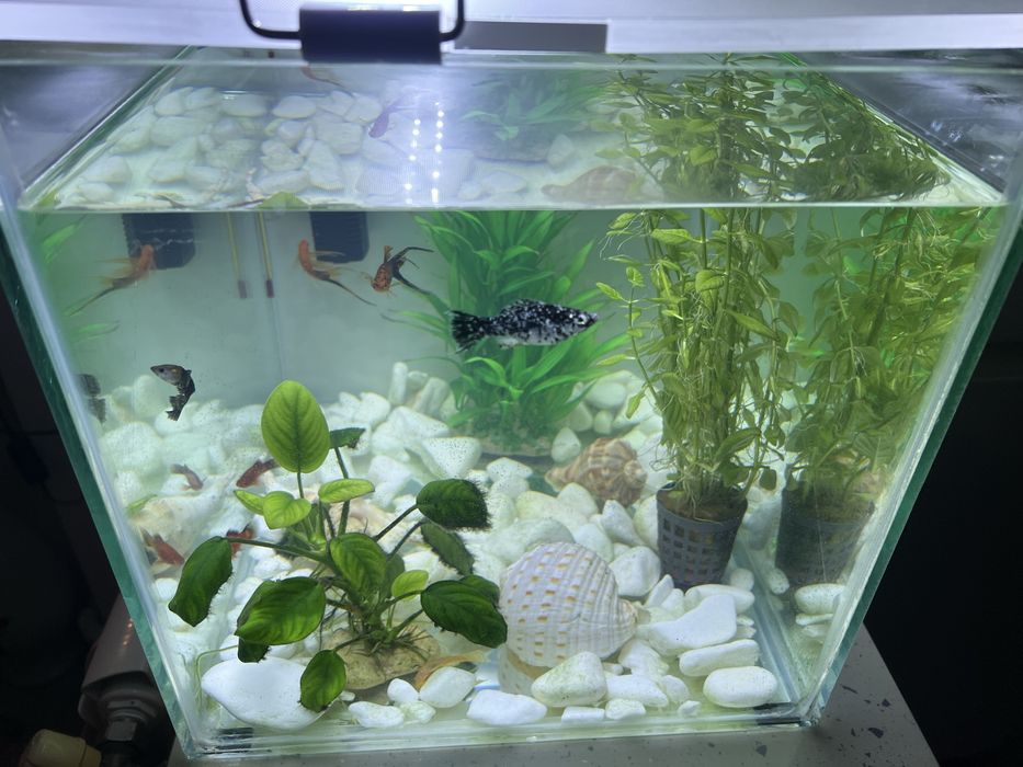 Acvariu  30L/ echipat complet