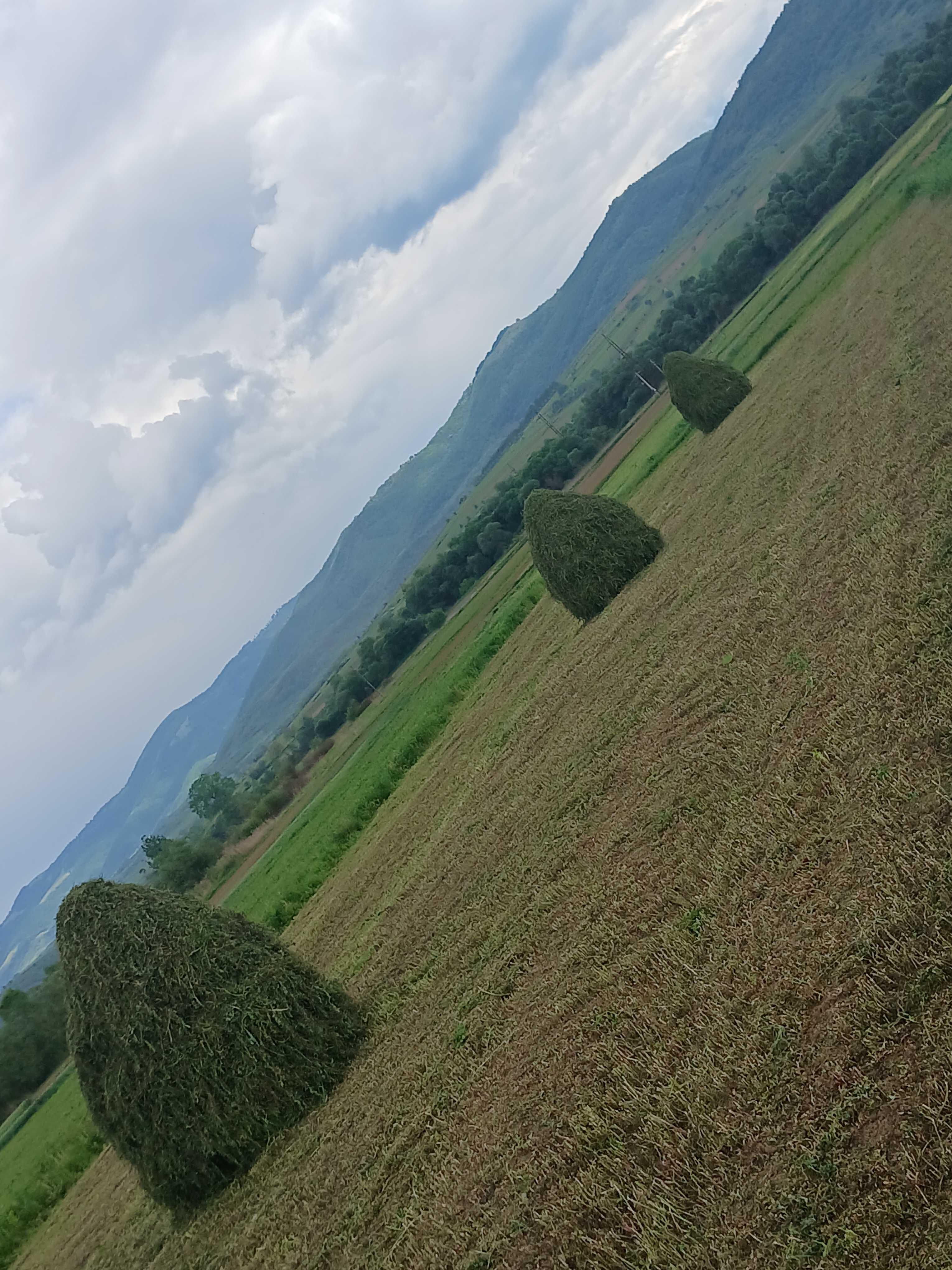 Vand lucerna de anu acesta