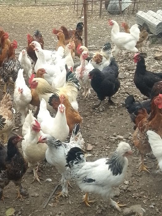 Găini de casă de vânzare