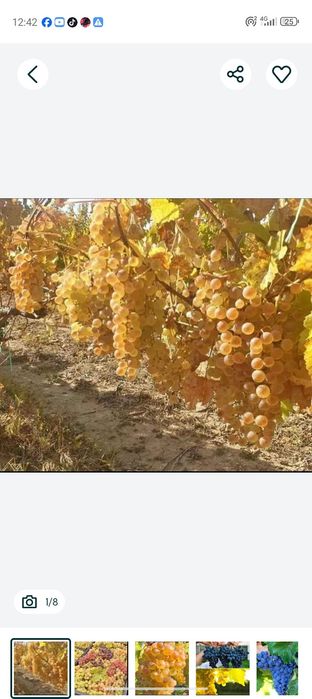Vindem struguri de vin feteasca regala resling galben de Odobești fete