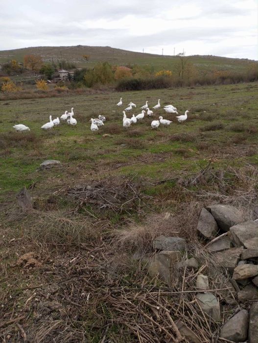 Gaste si rate de vanzare