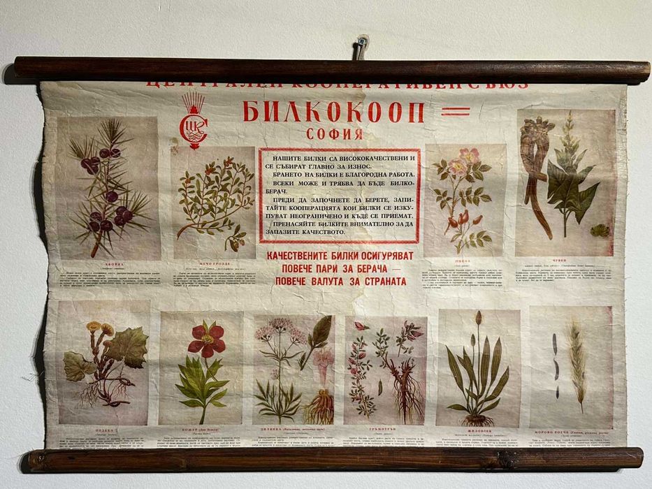 Соц Учебни Плакати Постери Ботаника