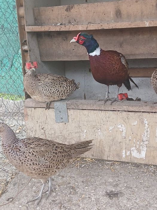 Fazani comuni si tenebros de vanzare