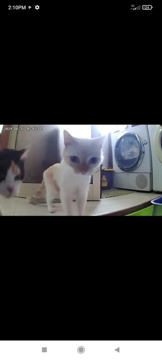 Хранилка за котки с камера