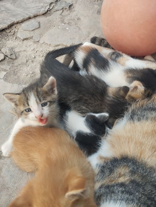 Mushuklar yaxshi qoʻllarga beriladi