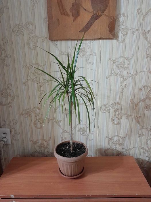 Комнатный цветок драцену продам