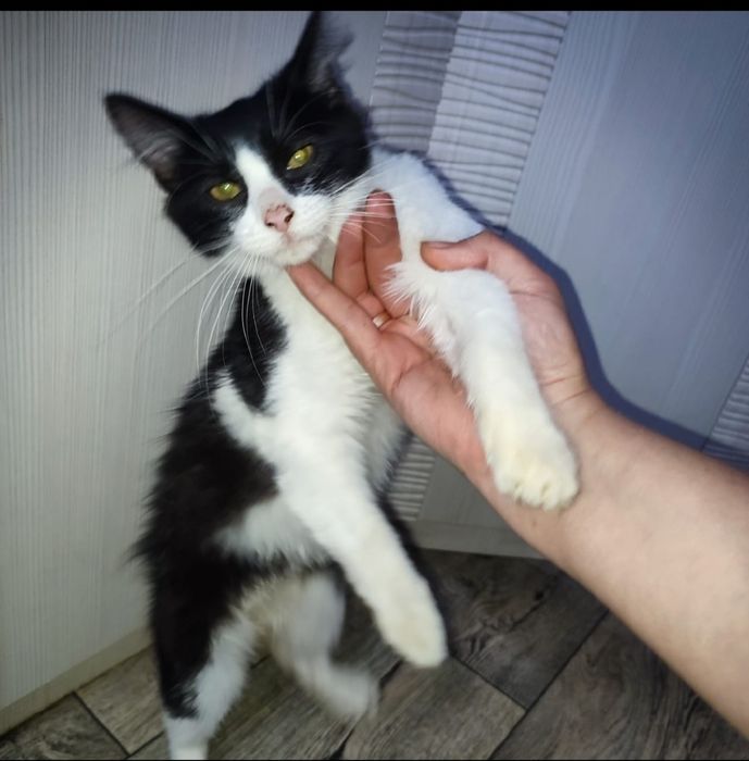 Отдам в добрые ручки