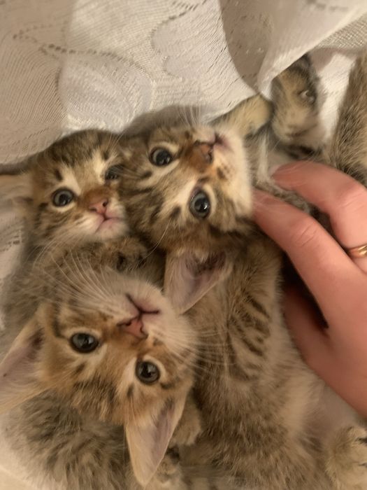 Отдам в хорошие руки котят полосатых