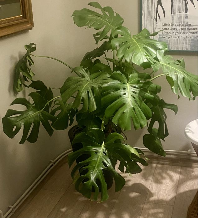Filodendron Monstera Deliciosa