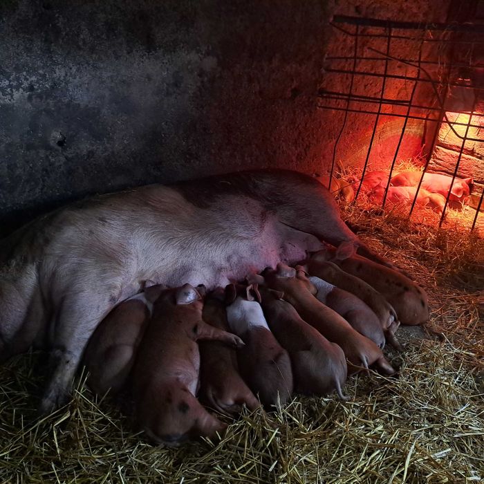 Месячные поросята