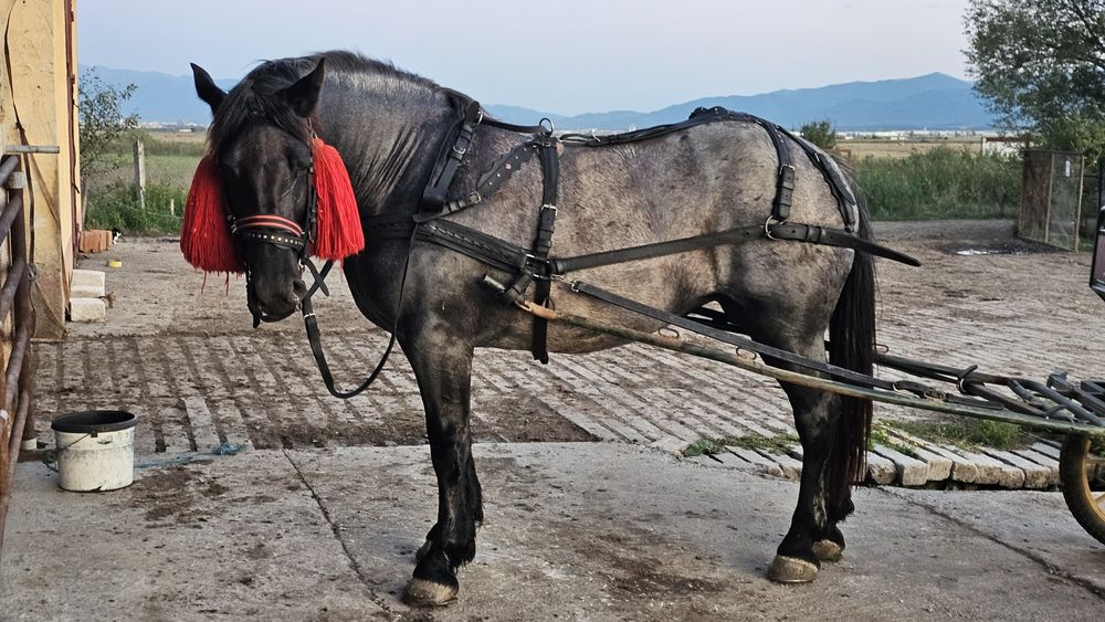 Schimb doar cu vaci, tauri sau vitei-Iapă, manza tânără  de 2 ani si 3