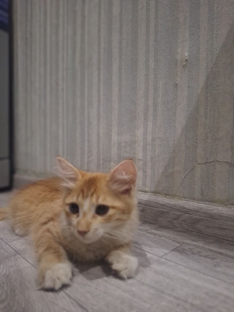 2 ta qiz bola mushuk