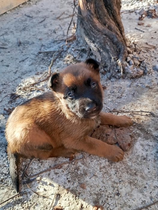 Белгийски овчарки